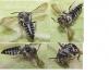 Coelioxys afra